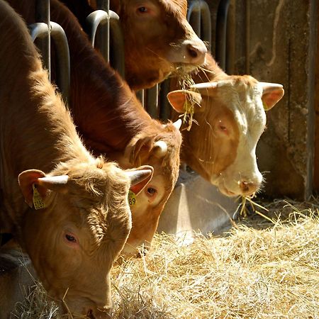 Farm Stay Malovscevo Vitovlje Eksteriør bilde